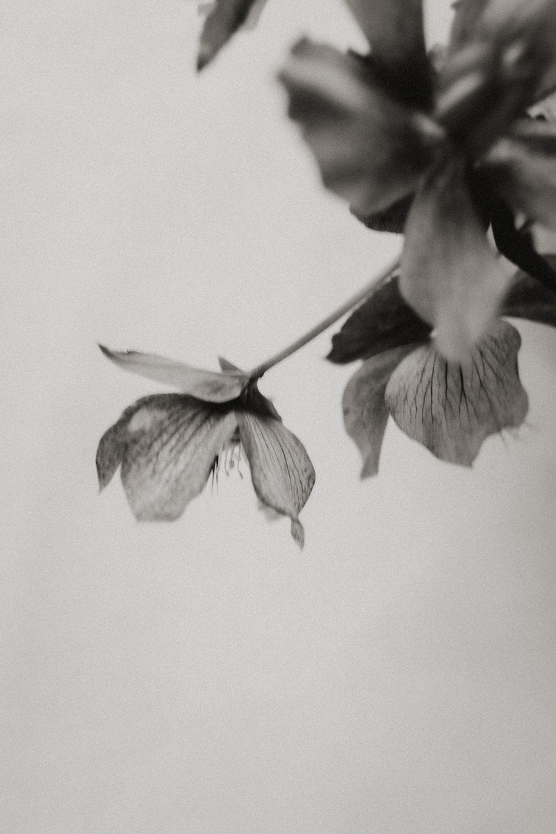 Elopement au Domaine de Locguénolé - 19